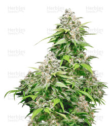 California Indica (Sensi Seeds) Cannabis-Samen