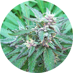 Blueberry Crystal Reg. - Top Tao Seeds