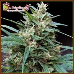 Bucks Fizz Auto - Dr Krippling Seeds