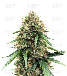 Atomic (Bomb Seeds) Cannabis-Samen