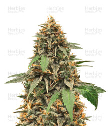 Candy Dawg Autoflower (Seedstockers) Cannabis-Samen