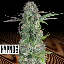 Cream Brulee - Hypno Seeds