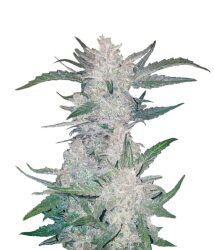 Fast Buds – Mexican Airlines