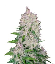 Fast Buds – Stardawg Automatic