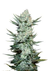 Fast Buds – Tangie’Matic