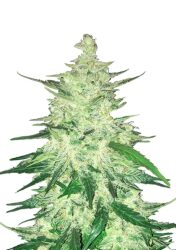 Fast Buds – CBD Automatic