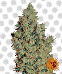 Barney’s Farm Tangerine Dream