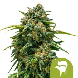 Royal Queen Seeds Sweet Skunk Auto autoflowering cannabis seeds