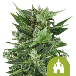 Royal Queen Seeds Royal Kush Auto autoflowering cannabis seeds