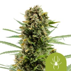 Royal Queen Seeds White Widow Auto autoflowering cannabis seeds