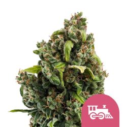 Royal Queen Seeds Candy Kush Express feminized cannabis seeds