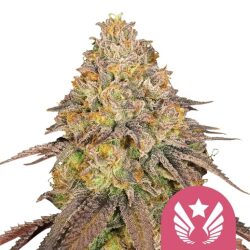 Royal Queen Seeds Legendary OG Punch feminized cannabis seeds