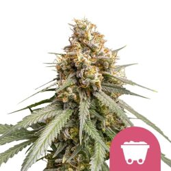 Royal Queen Seeds Shining Silver Haze feminized cannabis seeds