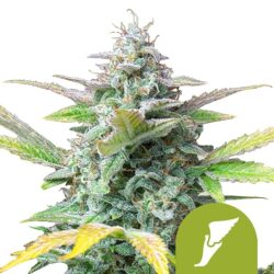 Royal Queen Seeds Quick One autoflowering cannabis seeds