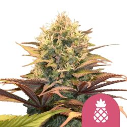 Royal Queen Seeds Pineapple Kush feminized cannabis seeds