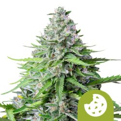 Royal Queen Seeds Royal Cookies feminized cannabis seeds