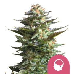 Royal Queen Seeds Amnesia Haze feminized cannabis seeds