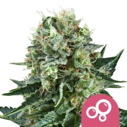 Royal Queen Seeds Bubble Kush feminized cannabis seeds