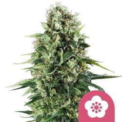 Royal Queen Seeds Power Flower feminized cannabis seeds