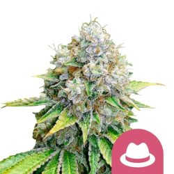 Royal Queen Seeds O.G. Kush feminized cannabis seeds