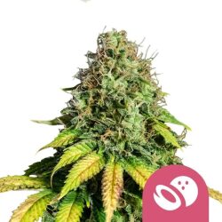 Royal Queen Seeds Somango XL feminized cannabis seeds