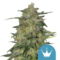 Royal Queen Seeds Royal Highness CBD cannabis seeds