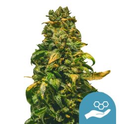 Royal Queen Seeds Solomatic CBD cannabis seeds