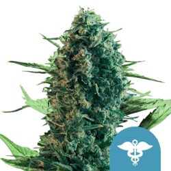 Royal Queen Seeds Royal Medic CBD cannabis seeds