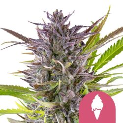 Royal Queen Seeds Green Gelato feminized cannabis seeds