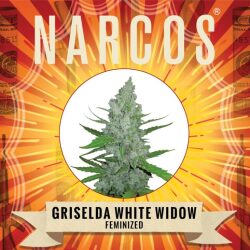 Narcos Grieselda White Widow Feminized