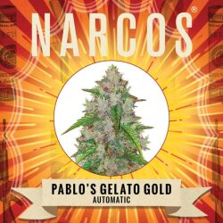 Narcos Pablo’s Gelato Gold Autoflowering