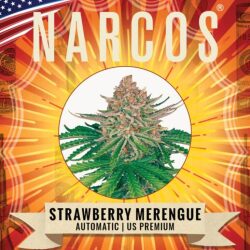 Narcos Strawberry Merengue Autoflowering