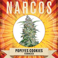 Narcos Popeyes Cookies Feminized