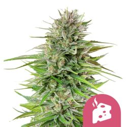 Royal Queen Seeds Blue Cheese feminized cannabis seeds