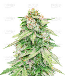 GG#4 Original Glue Autoflower (Seedstockers) Cannabis-Samen