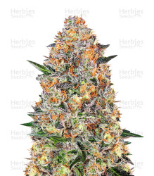 Bubba Kush Samen feminisiert (Barney's Farm)