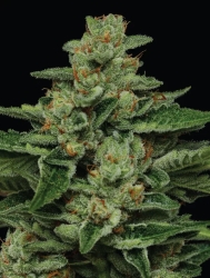 Fortune Cookie - Humboldt Seeds Company