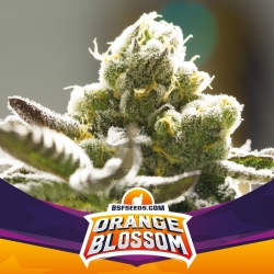 Orange Blossom - BSF Seeds