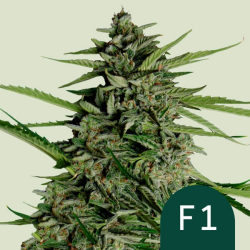 Milky Way F1 - Royal Queen Seeds