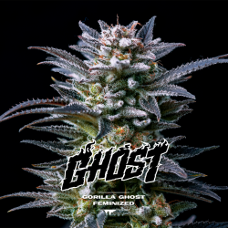 Gorilla Ghost - BSF Seeds