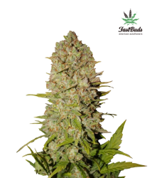 Pineapple Express Auto - FastBuds Seeds