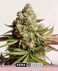 Premium NY Diesel - Kera Seeds