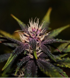 Purplediol Auto CBD - élite Seeds