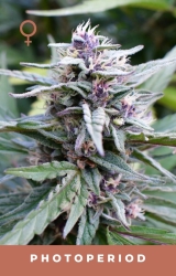 Hi-Biscus - Humboldt Seeds Company