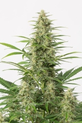 Sour Diesel Auto - Dinafem Seeds