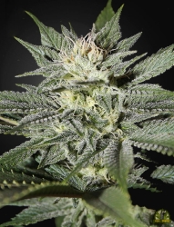 King’s Kush CBD - Green House Seeds