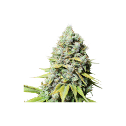 Karel's Haze Reg. - Super Sativa Seed Club