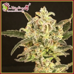 Krippling's Gelato - Dr Krippling Seeds