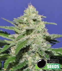 Widow Bomb - Bomb Seeds