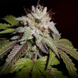 Sunset aka Sunset Sherbet - Pheno Finder Seeds